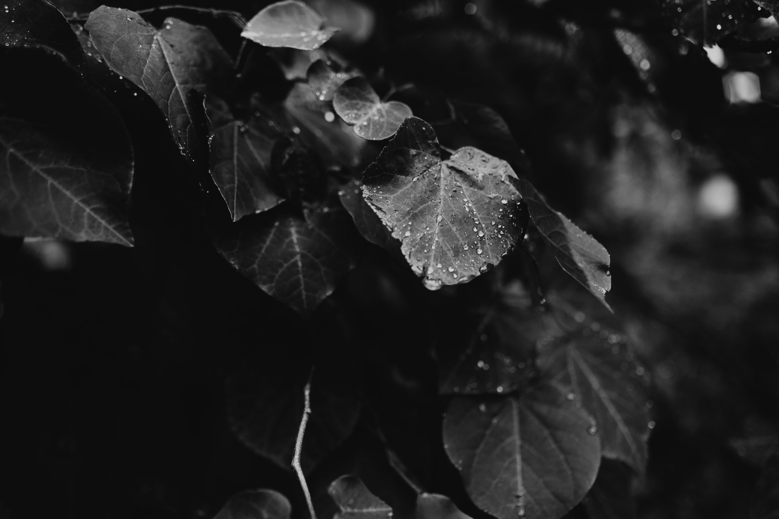 thornbury lodge stanthorpe black and white photo of leaves with raindrops